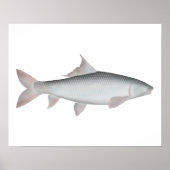 Mrigal Carp Poster (Vorne)