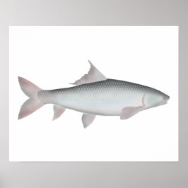 Mrigal Carp Poster