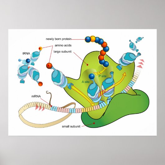 mRNA und Proteinsynthese in Ribosomen Diagramm Poster (Vorne)