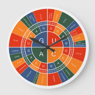 mRNA zu AMINO-ACID-CODON-WHEEL Große Wanduhr