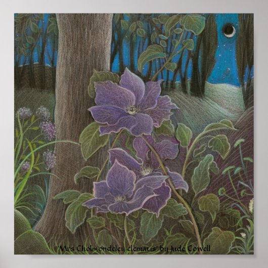 "Mrs. Cholmondeley clematis by Moonlight" Poster (Vorne)