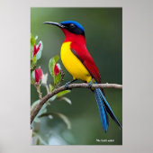 Mrs. Goulds Nektarvogel Poster (Vorne)