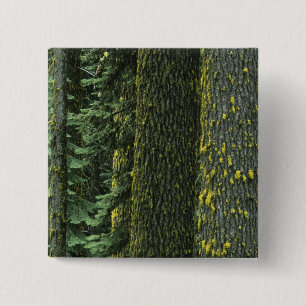 Mt. Ashland, Rogue RIver National Wald, Button