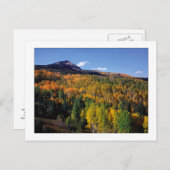 "Mt. Baldy - Aspen Tree Flow" Postkarte (Vorne/Hinten)