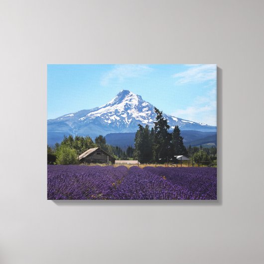 Mt Hood Lavender Fields Leinwanddruck (Vorderseite)