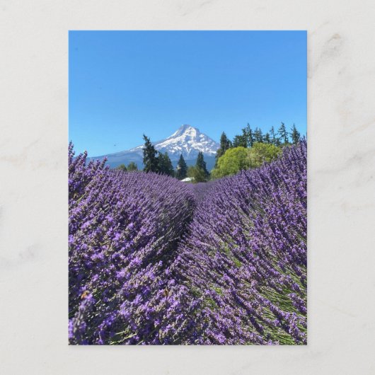 Mt Hood Oregon Postkarte (Vorderseite)