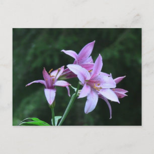 Mt Jefferson Oregon Flora Blume Botany Wildblume Postkarte