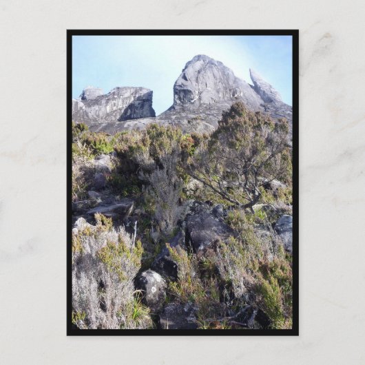 mt Kinabalu Pflanze Postkarte (Vorderseite)
