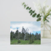 Mt. Mitchell Postkarte (Stehend Vorderseite)