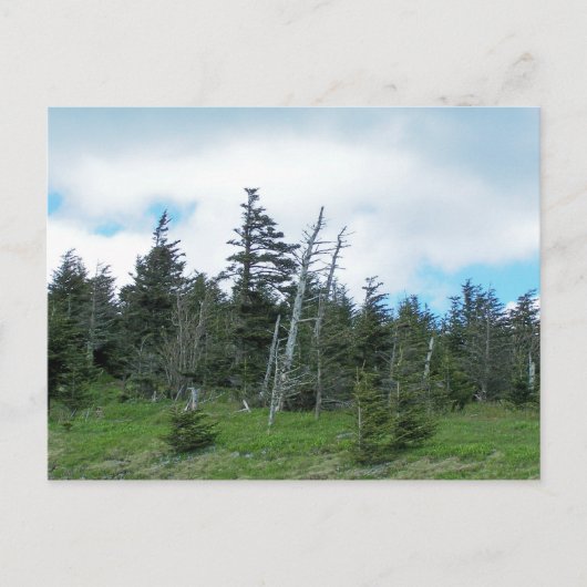 Mt. Mitchell Postkarte (Vorderseite)