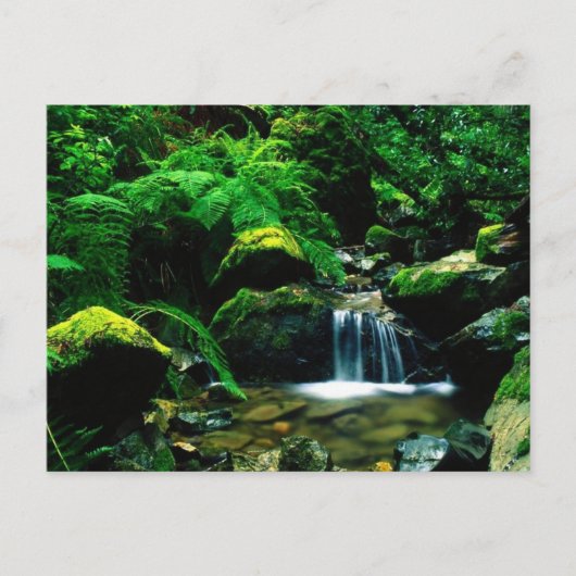 Mt. Tamalpais State Park Postkarte (Vorderseite)