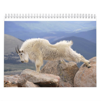 Mt-Ziegen auf Mt Evans, Colorado Kalender