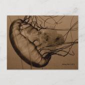 MTV 3 POSTKARTE (Vorderseite)