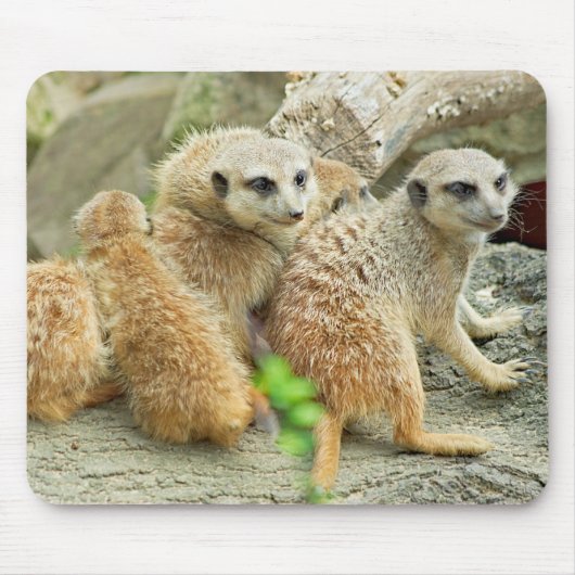 Mückenfamilie - Mousepad (Vorne)