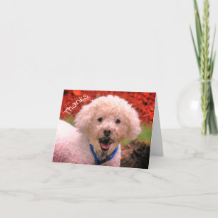 Mud Faced Poodle individuell anpassbare Dankeschön Dankeskarte