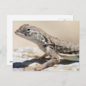 Muddy Lizard Postcard Postkarte (Vorne/Hinten)