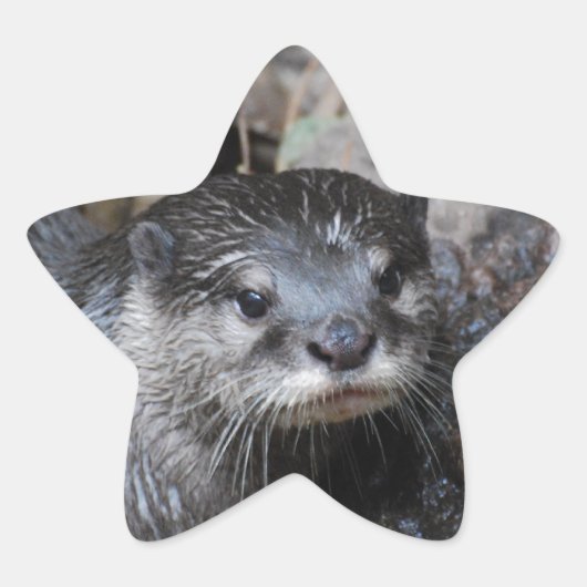 Muddy Otter Stern-Aufkleber (Vorderseite)