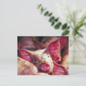 Muddy Piglet Postkarte (Stehend Vorderseite)