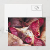 Muddy Piglet Postkarte (Vorne/Hinten)