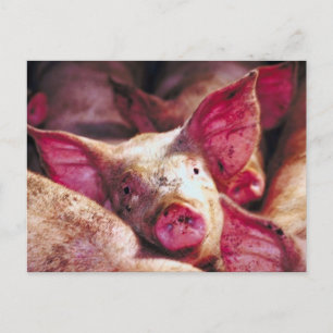Muddy Piglet Postkarte