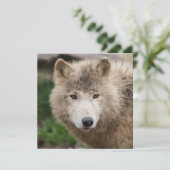 Muddy White Wolf (Stehend Vorderseite)