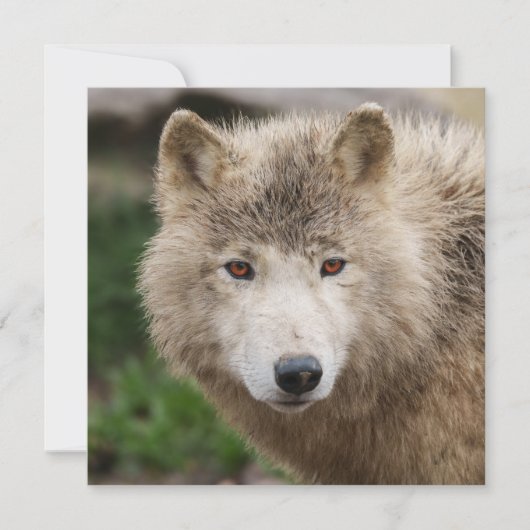 Muddy White Wolf (Vorderseite)