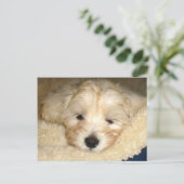 Müde Welpe Postkarte (Stehend Vorderseite)