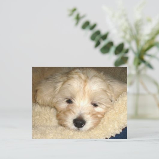 Müde Welpe Postkarte (Stehend Vorderseite)