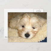 Müde Welpe Postkarte (Vorne/Hinten)