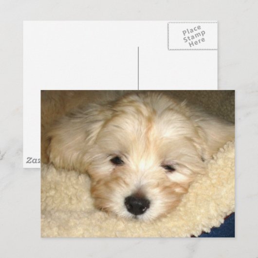 Müde Welpe Postkarte (Vorne/Hinten)