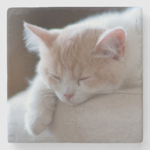 Müdes beige und weißes Kätzchen Steinuntersetzer