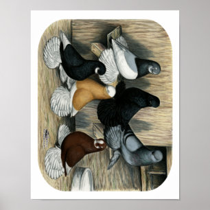 Muffed Tumbler Tauben Poster