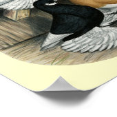 Muffed Tumbler Tauben Poster (Ecke)