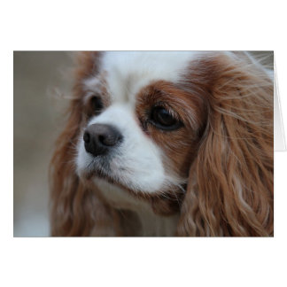Muffin ein Blenheim Cavalier King Chalres Spaniel.
