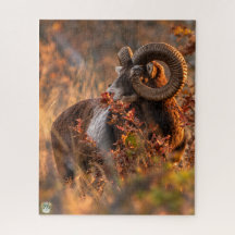 Mufflon im goldenen Licht des Herbstes