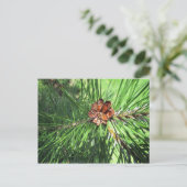 Mugo Pine Postcard Postkarte (Stehend Vorderseite)