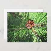 Mugo Pine Postcard Postkarte (Vorne/Hinten)
