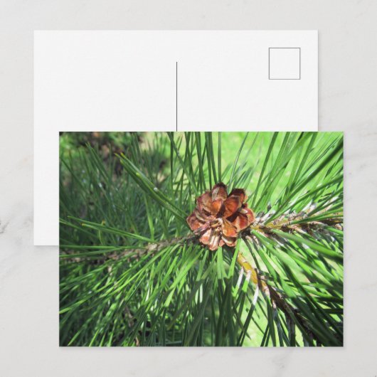 Mugo Pine Postcard Postkarte (Vorne/Hinten)