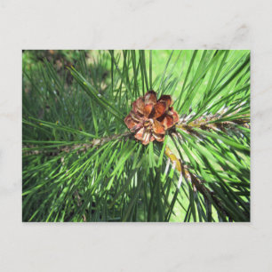 Mugo Pine Postcard Postkarte