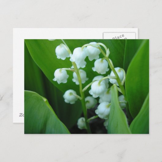 Muguet Postkarte (Vorne/Hinten)