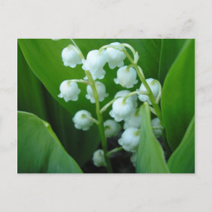 Muguet Postkarte