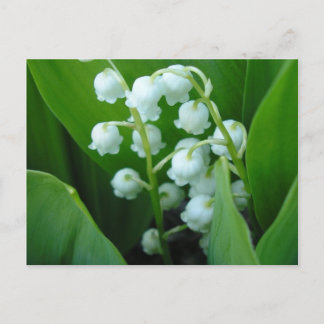 Muguet Postkarte