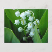 Muguet Postkarte (Vorderseite)