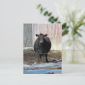 Muh Postkarte (Stehend Vorderseite)