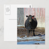 Muh Postkarte (Vorne/Hinten)