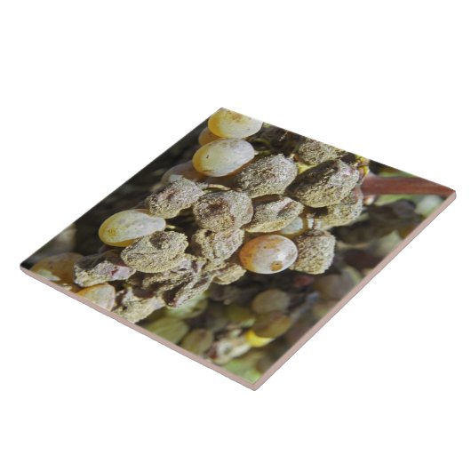 Mühlertrauben mit edler Rote. Erntezeit Fliese (Seite)