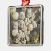 Mühlertrauben mit edler Rote. Erntezeit Ornament Aus Metall (Links)