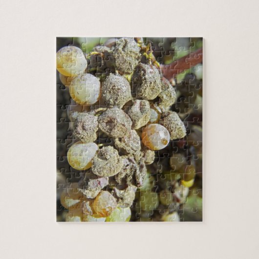 Mühlertrauben mit edler Rote. Erntezeit Puzzle (Vertikal)