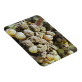 Mühltrauben mit edlem Fäule. zur Erntezeit Magnet (Rechte Seite)