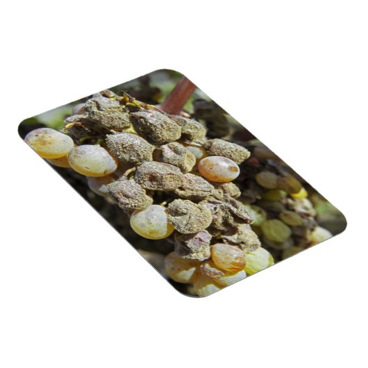 Mühltrauben mit edlem Fäule. zur Erntezeit Magnet (Rechte Seite)